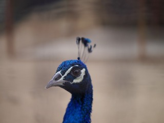 36615