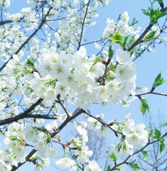 8F8F1CBA-DBEB-4F4A-A719-C7E2A49CF0FA/L0/001