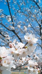 1B33061F-B0B2-45DE-8408-B63DD6DB81CE/L0/001