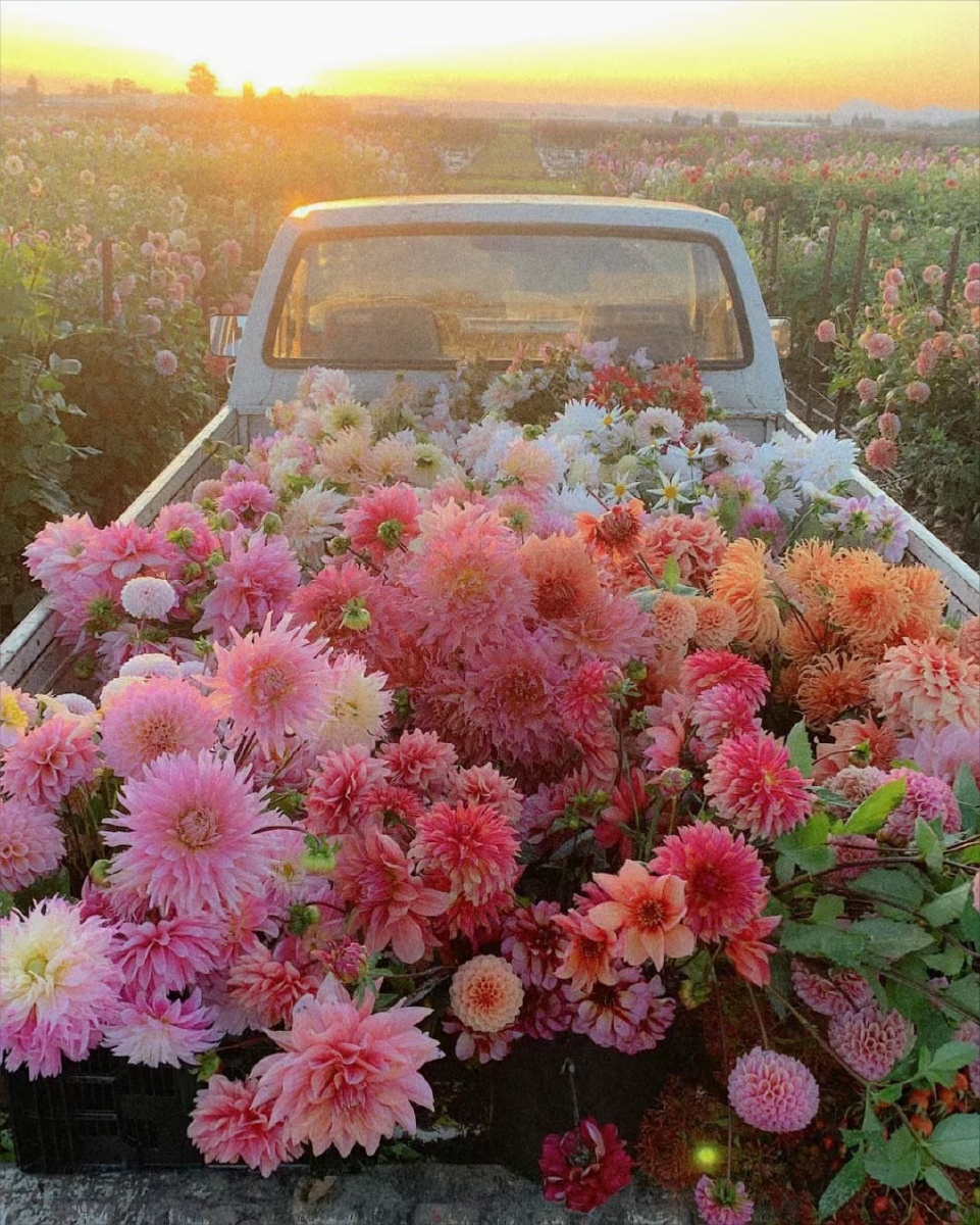 花满车