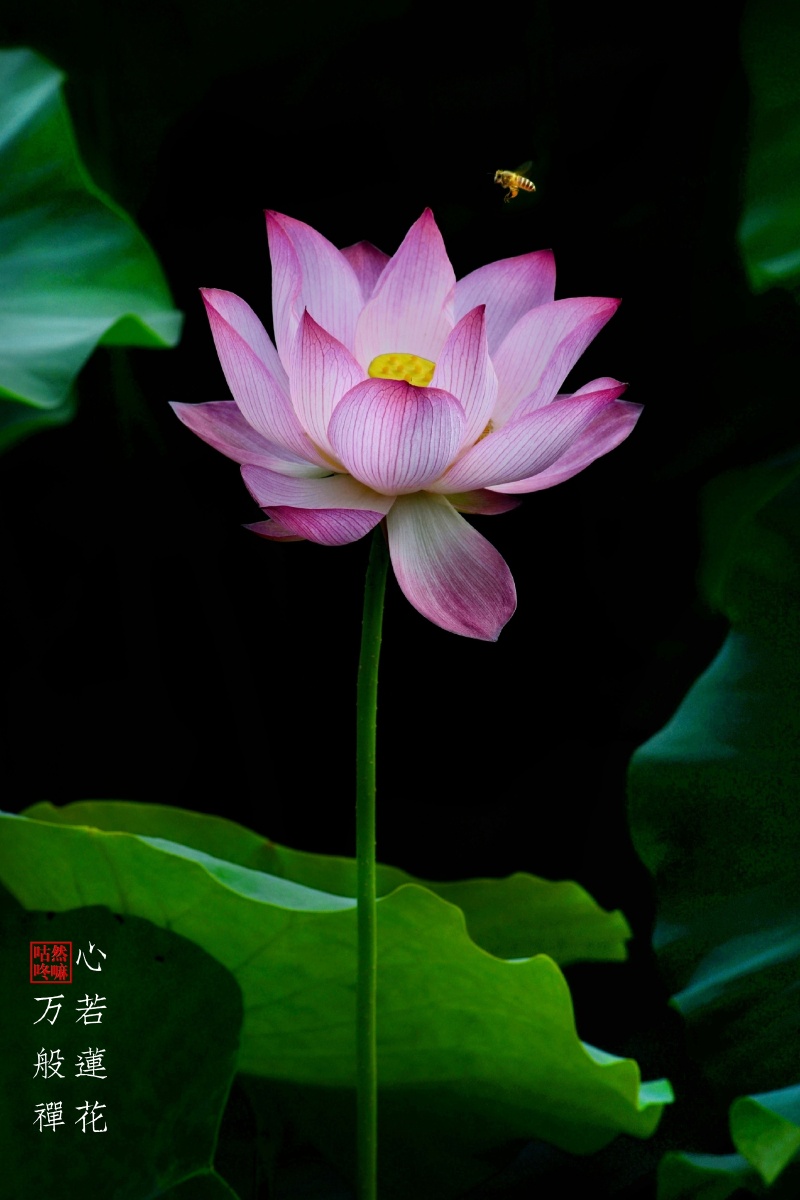 心若莲花万般禅