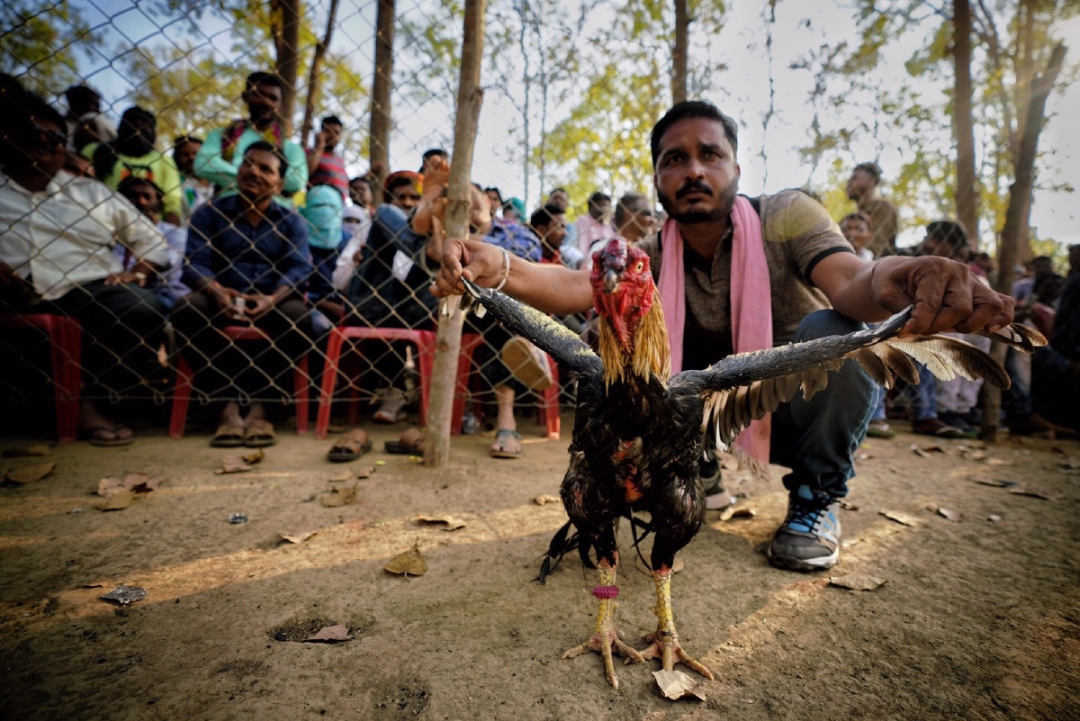 印度行斗鸡