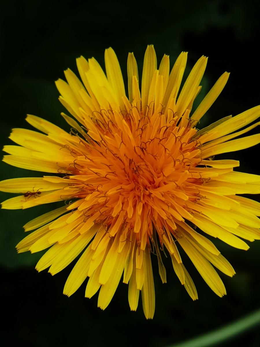 蒲公英充满朝气的黄色花朵71无法停留的爱