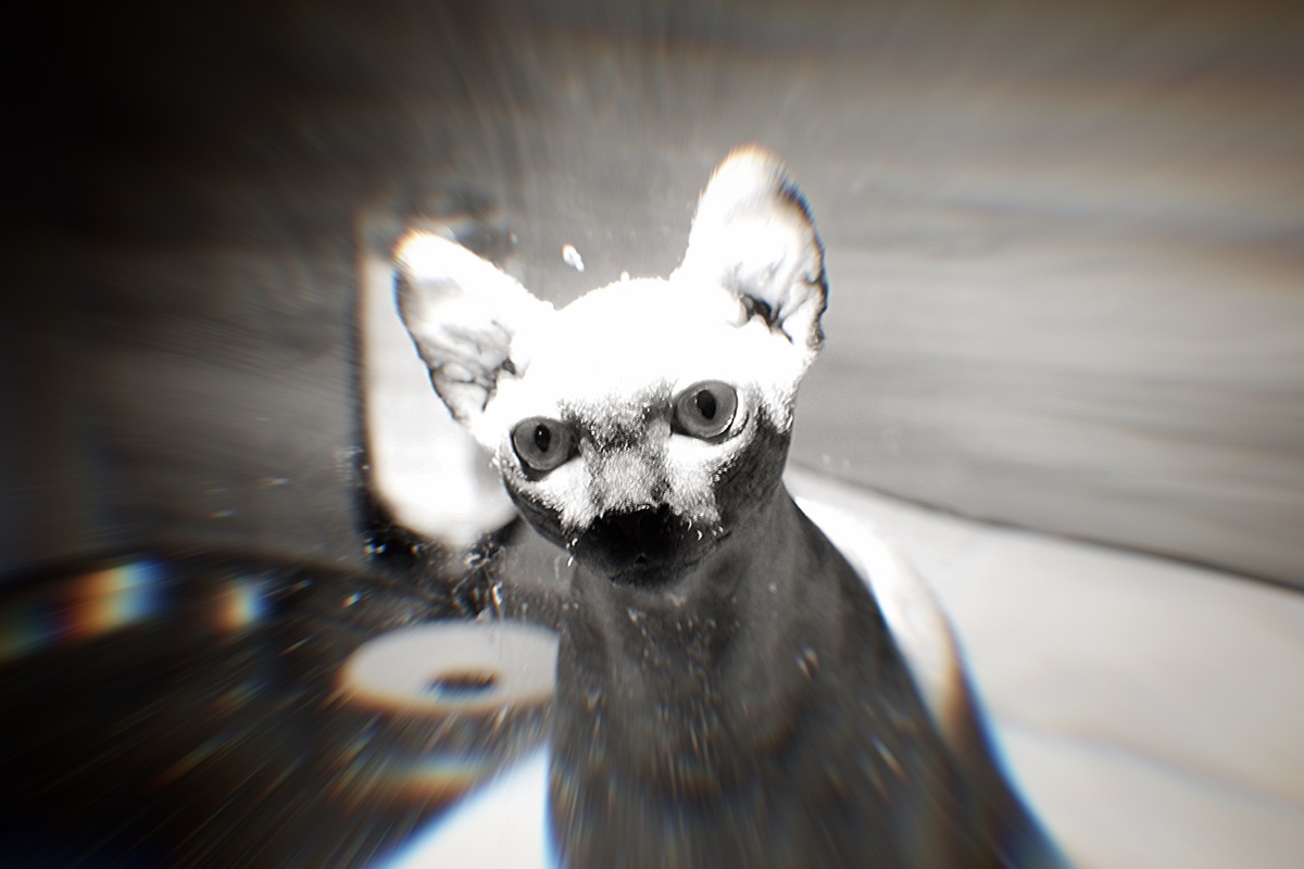 家有无毛猫艺名就是恶魔男孩布鲁斯devilboybruce