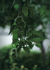 5556536C-B4F0-4FC7-887C-08680C1D5FD4/L0/001