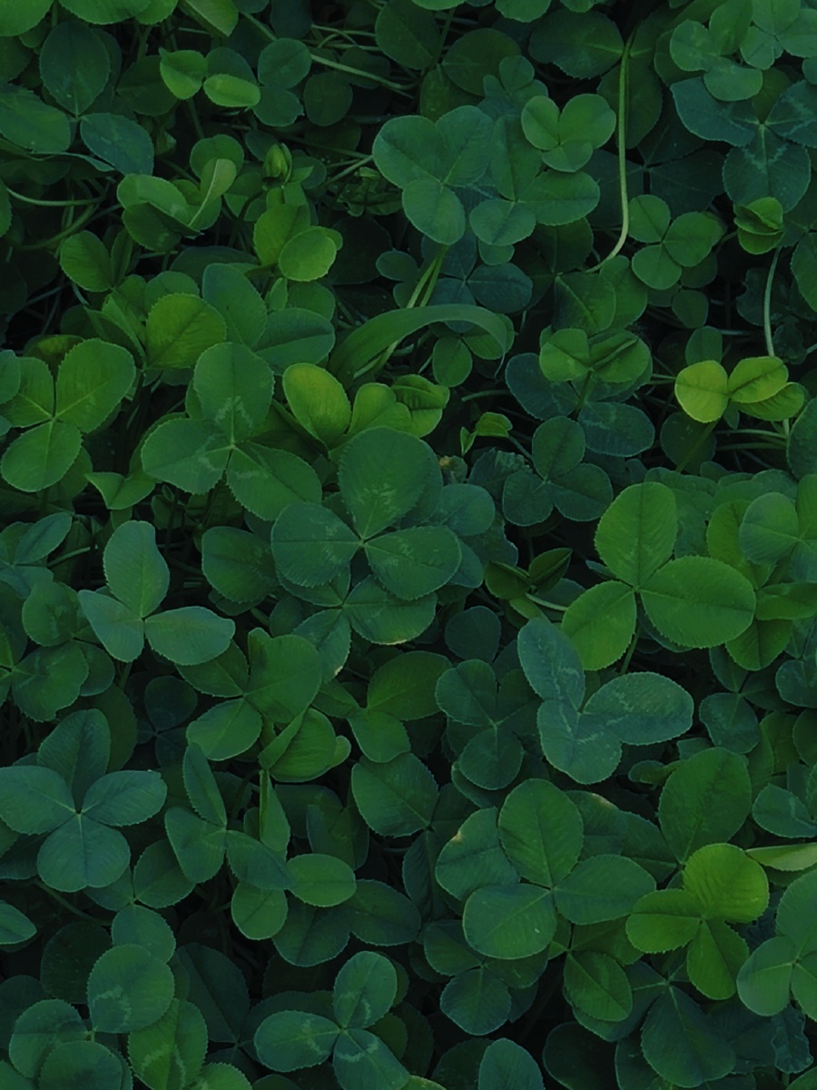 我来给大家带来高级绿色调电影静谧蓝光感负100亮度负100对比度负100