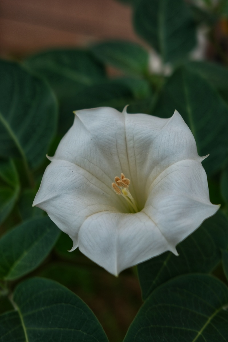 白色蓖麻花和蓖麻了果! - yos1314 - 图虫