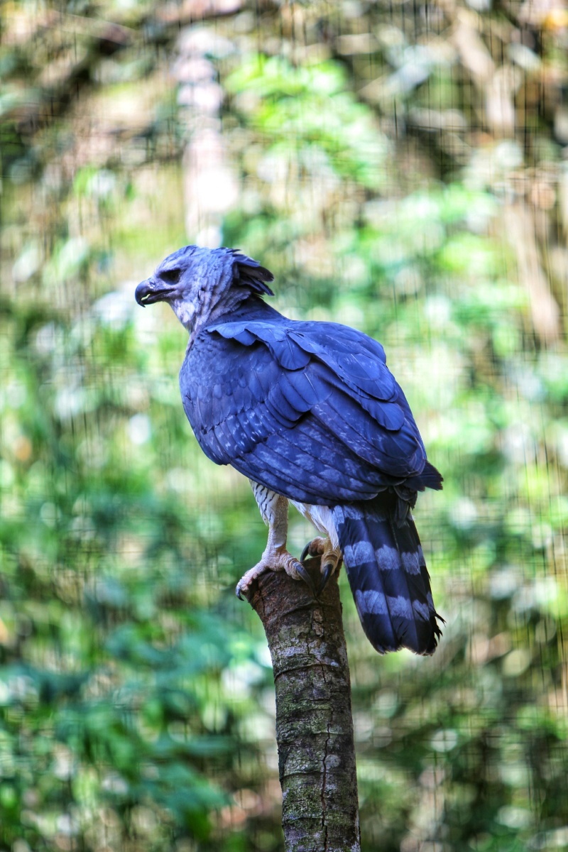 巴西伊瓜苏动物园