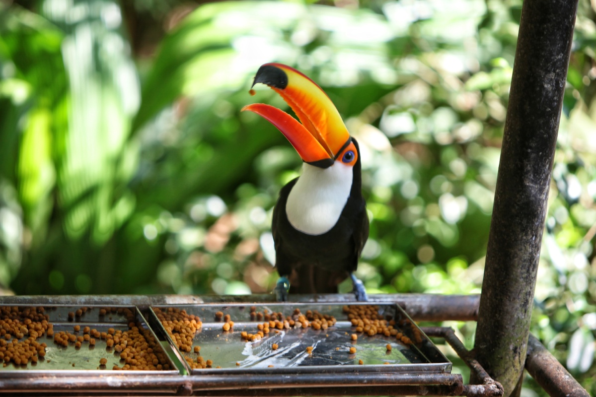 巴西伊瓜苏动物园