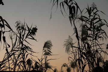 E98AA1CF-E40B-4877-B4E2-A44ACD8FA5C1/L0/001