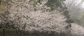505C63E9-E7DC-4252-B6B2-2451D696DF1E/L0/001