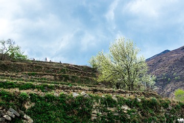 甲居金川-168