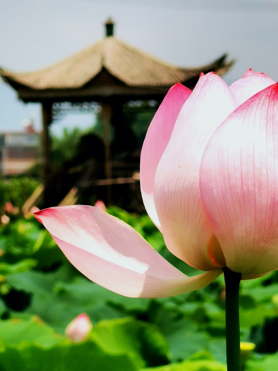 一塘荷花满袖香