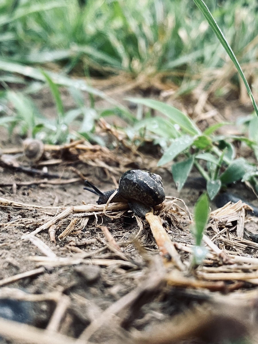 iphone直出图雨天金源门口花坛里的的黑蜗牛