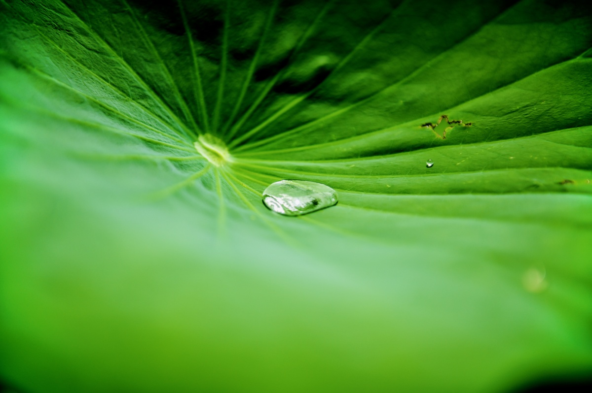 珍珠般的水滴在荷叶上