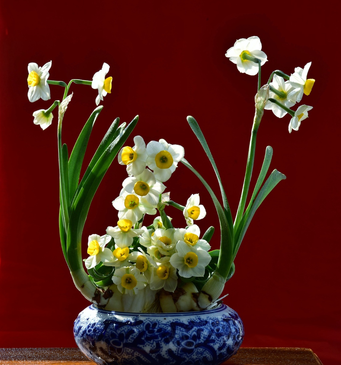 福建水仙花美名扬天下