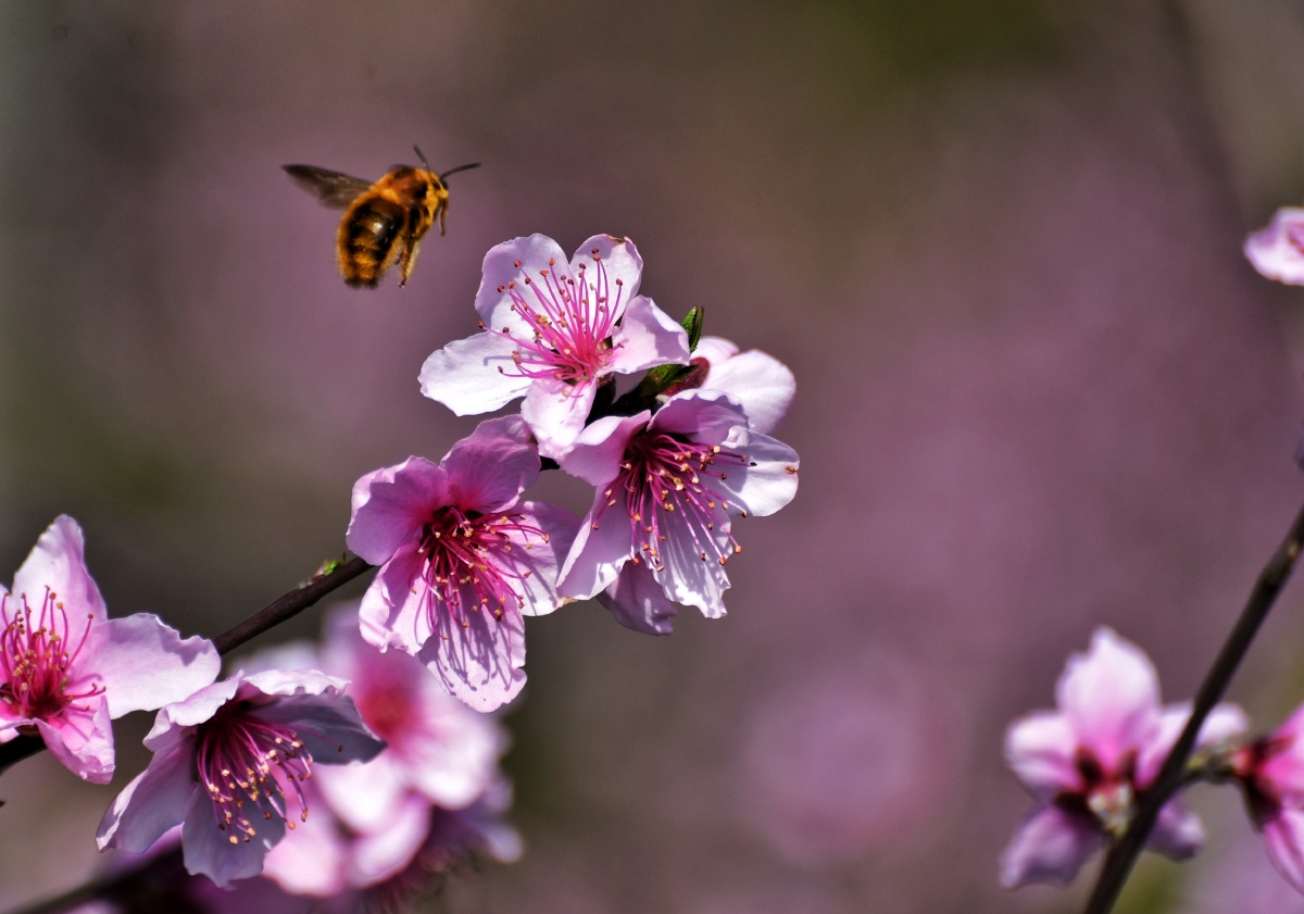 春桃花香正艳浓