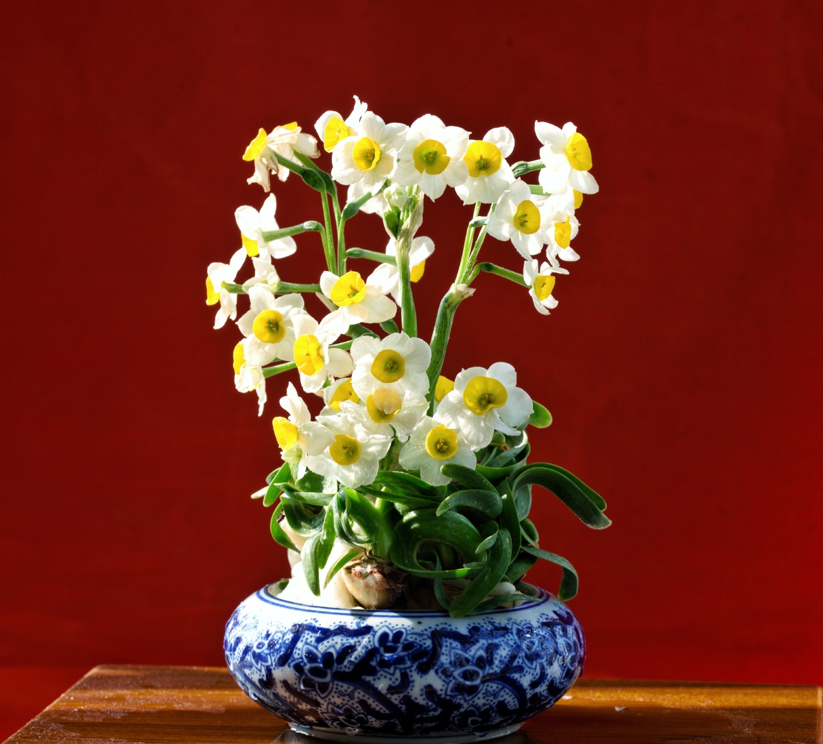 福建水仙花美名扬天下