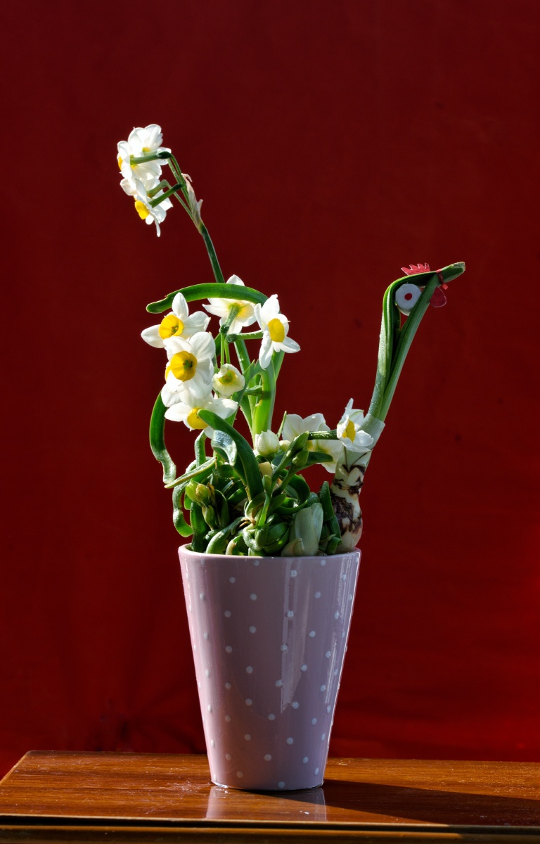 福建水仙花美名扬天下