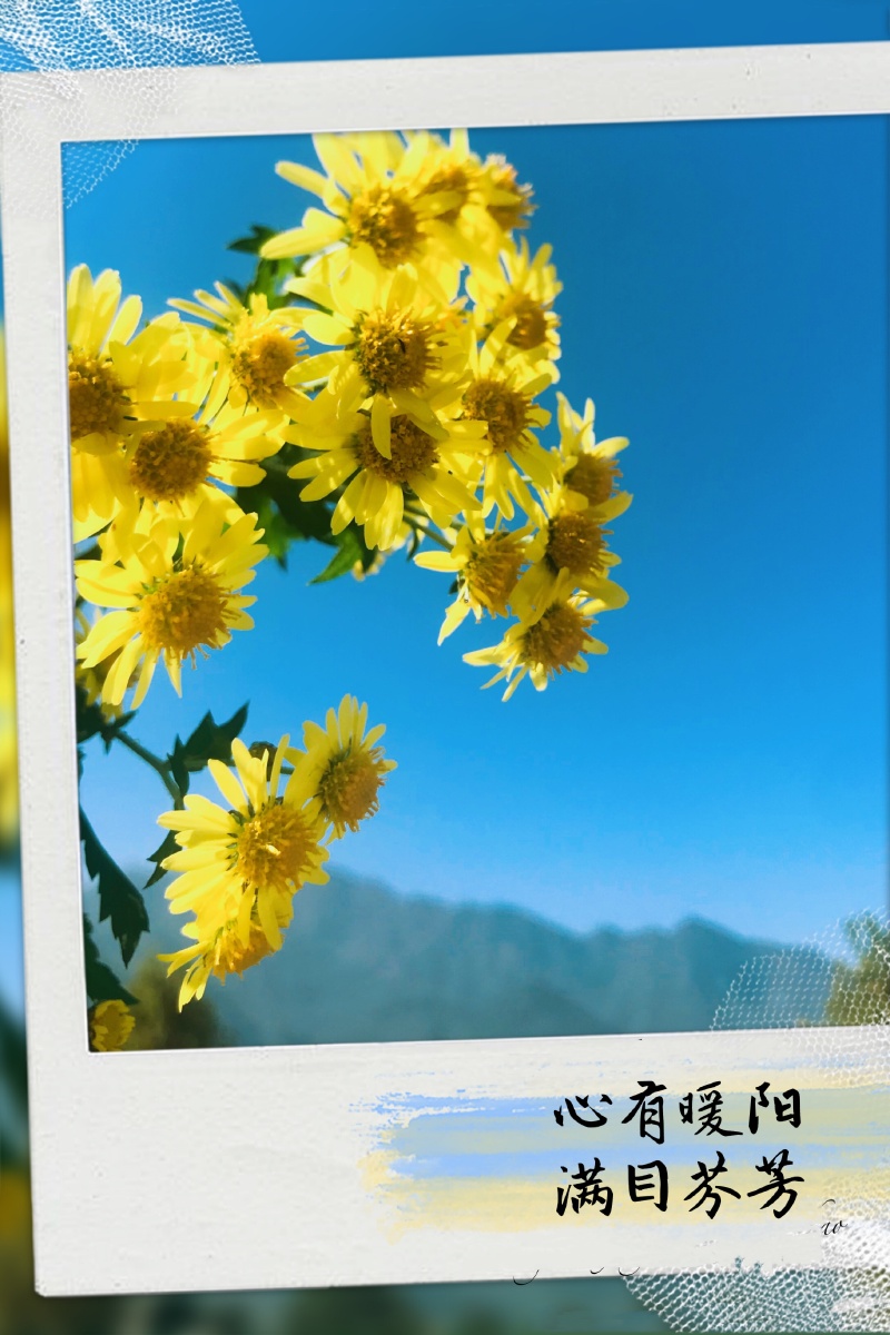 心有暖阳满目芬芳