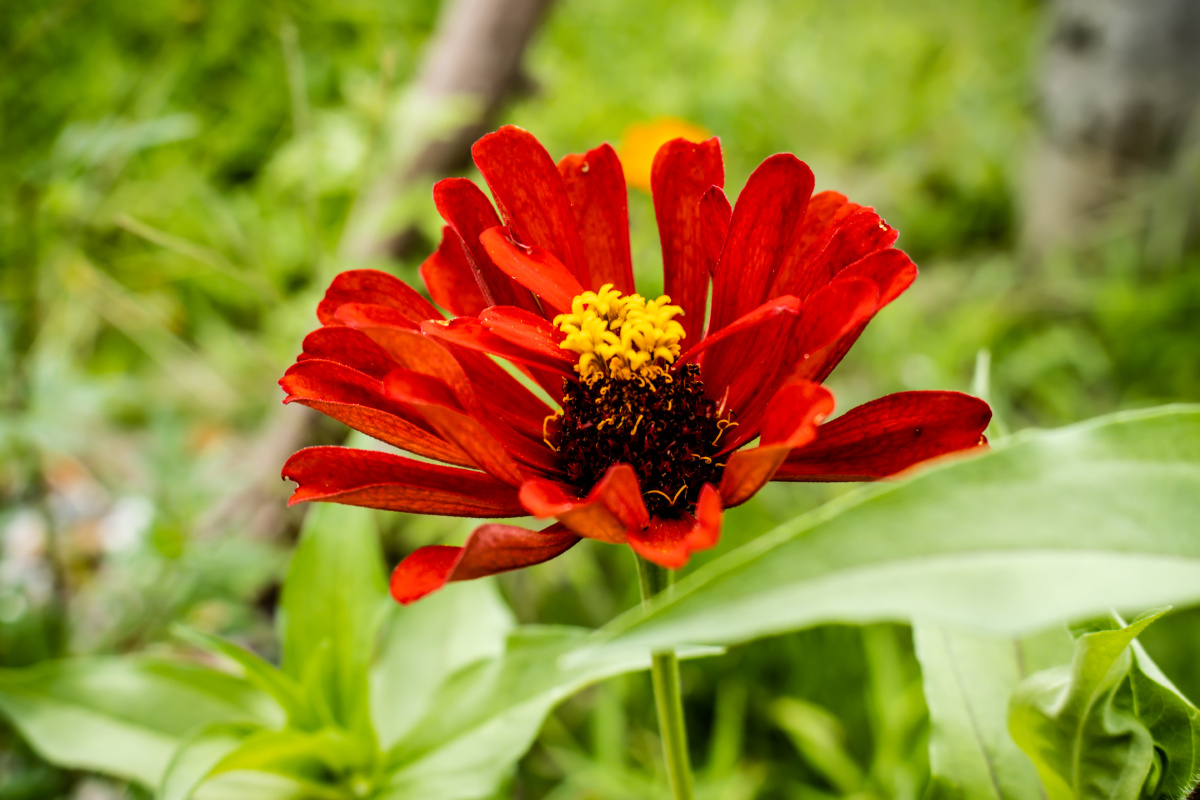 花朵红色紫色橙色幽深深邃阴郁黑暗特写复古古老