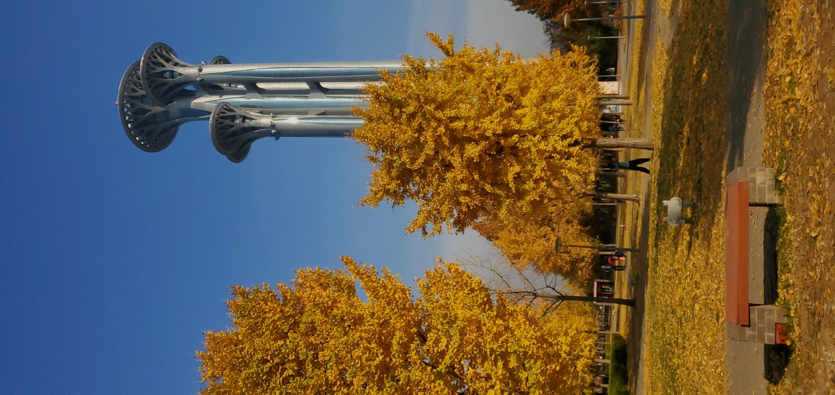 2000年的北京银杏