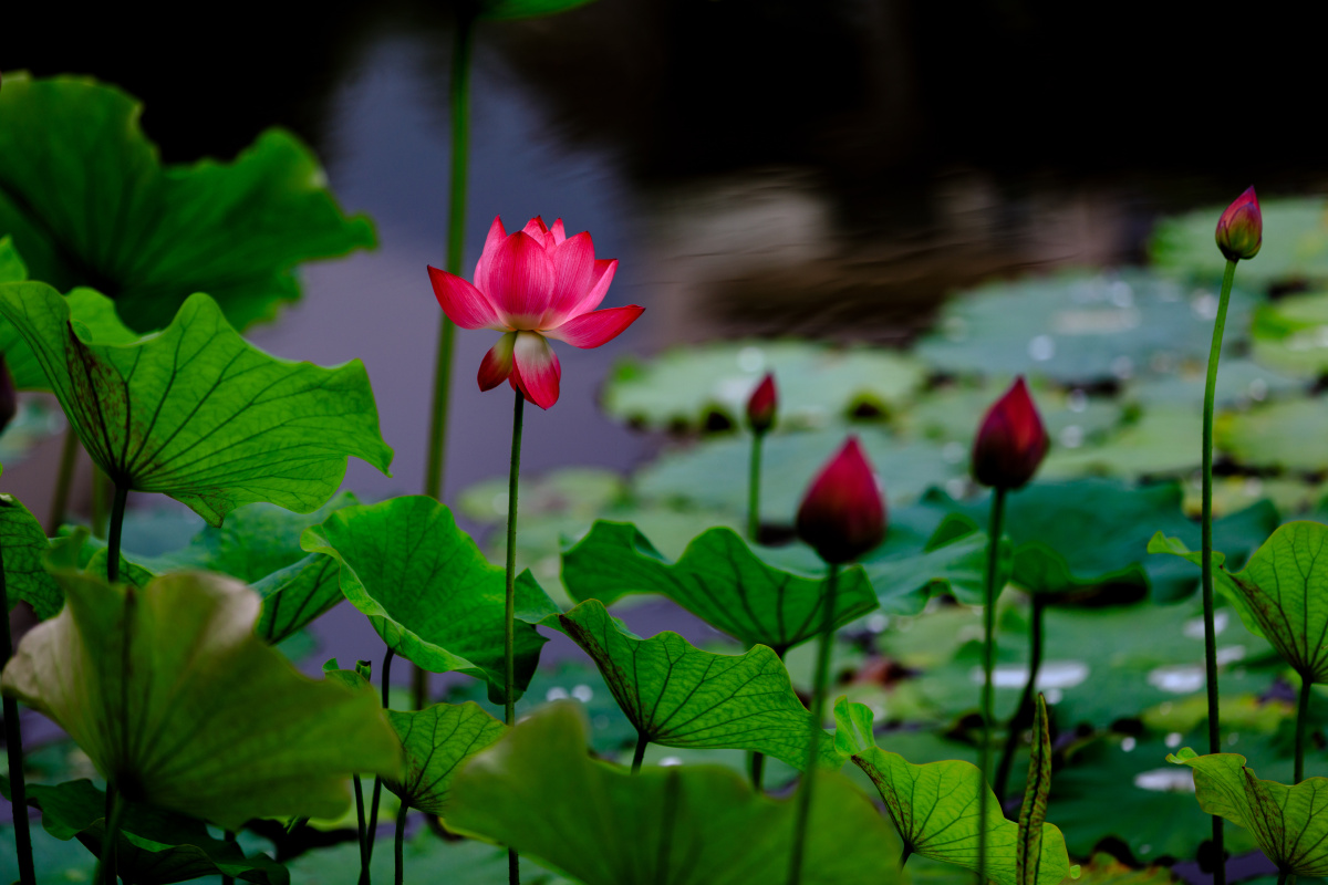 荷花位于重庆北碚西湖山水小区沿湖座落着徽派别墅一个偌大的池塘镶嵌