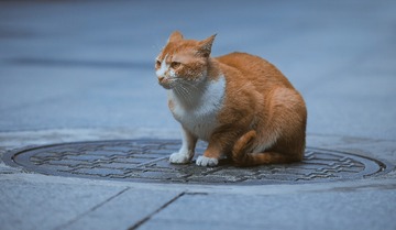 47366