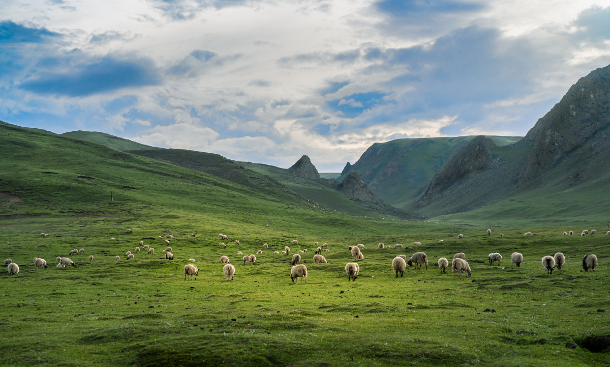 青海湖旁的羊群
