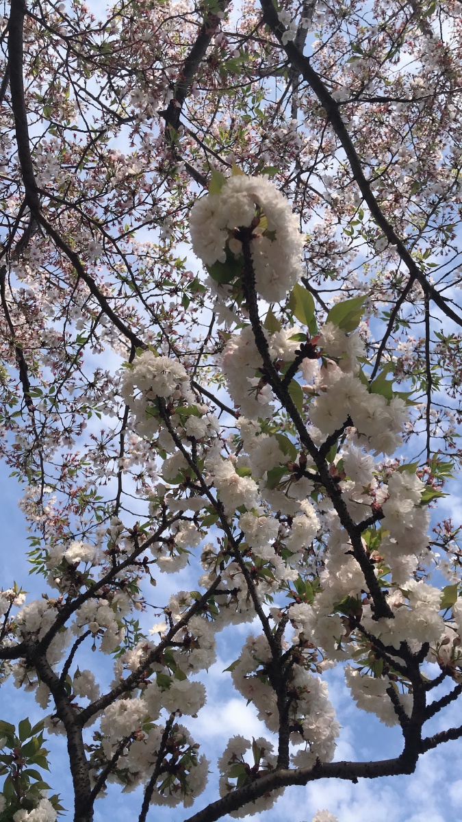 好天气好心情蓝天白云纷霏雪樱一起来发现大自然的美丽吧
