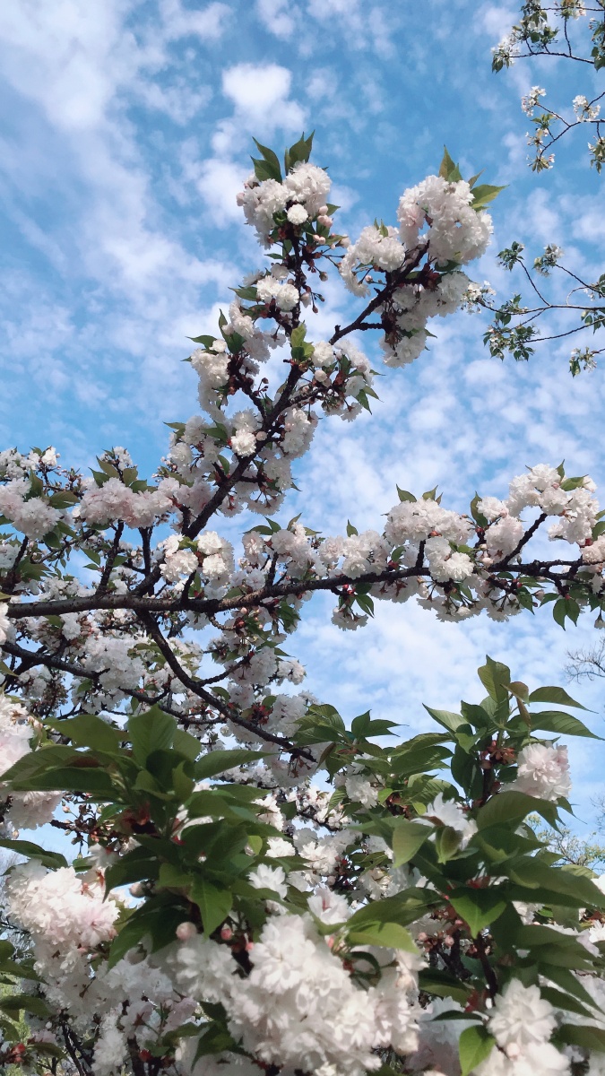 好天气好心情蓝天白云纷霏雪樱一起来发现大自然的美丽吧