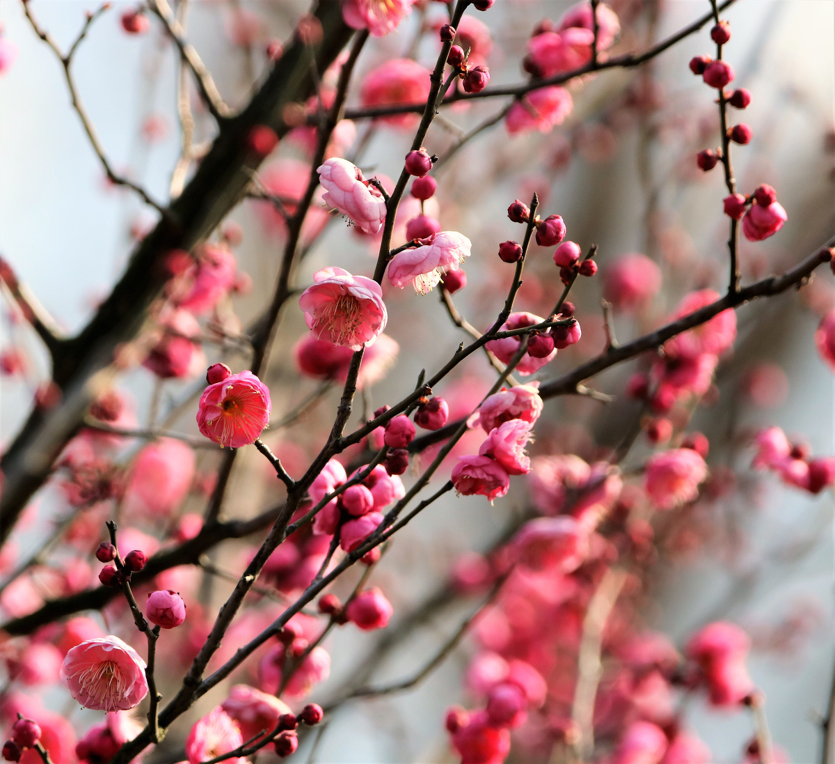 冬季来合肥看红梅 - 李新德