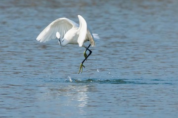 _DSC5474锁定目标
