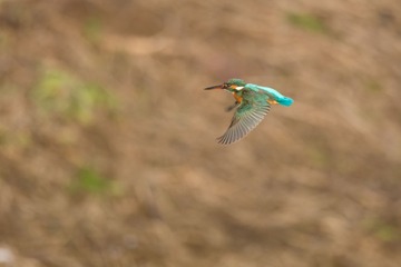 _DSC6422眨眼间