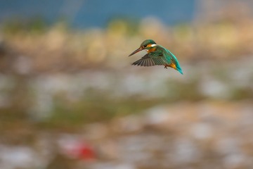 _DSC6426搜索