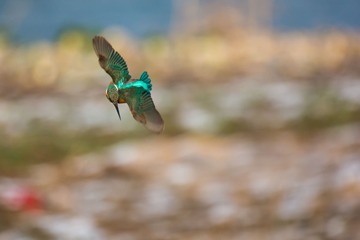 _DSC6428出击