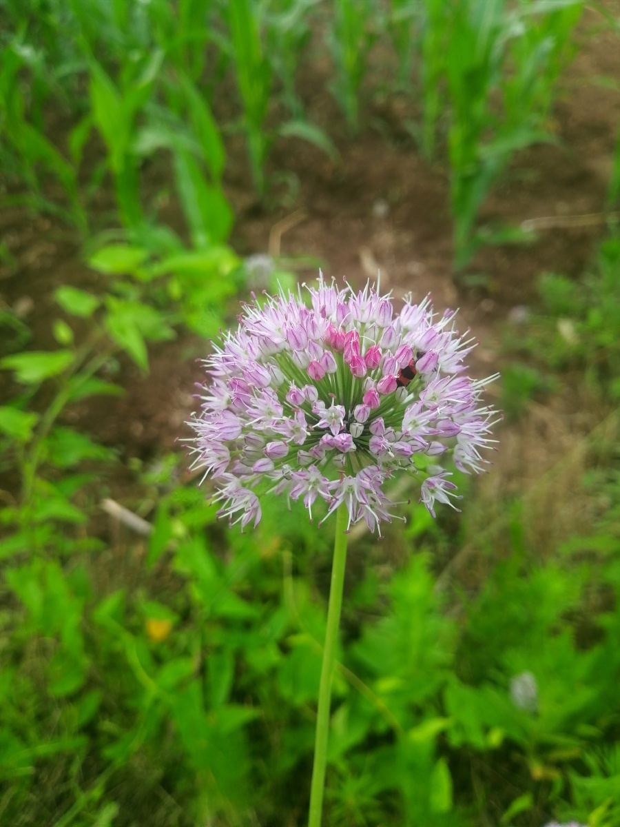 野蒜开花啦! - 空气花 - 图虫