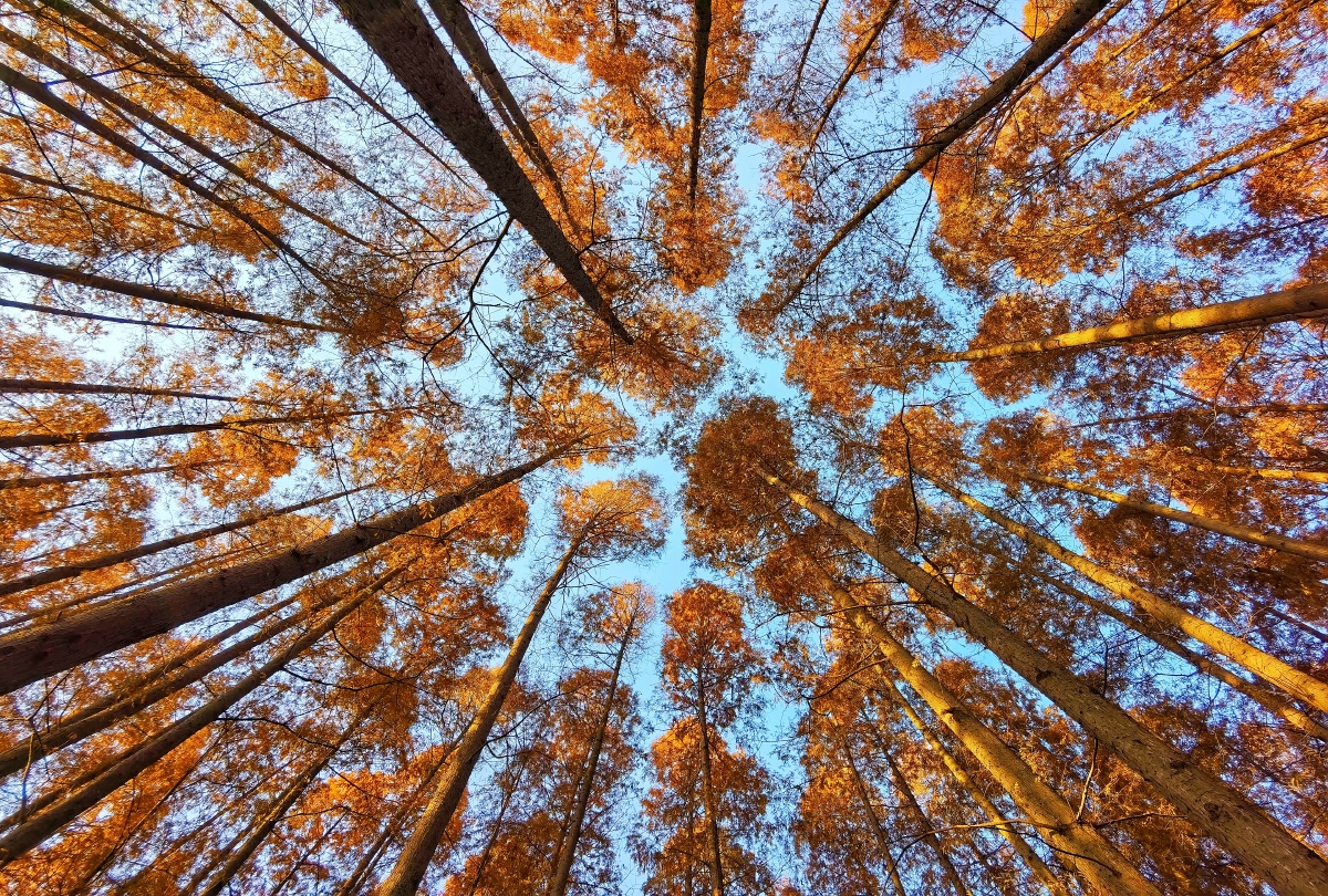 参天大树红杉林的秋天