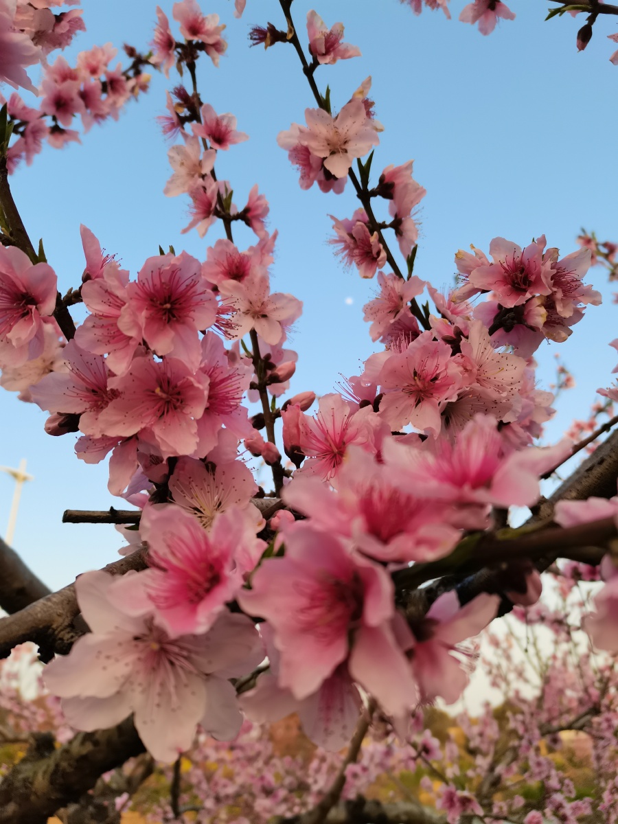 三月桃花春景迷人