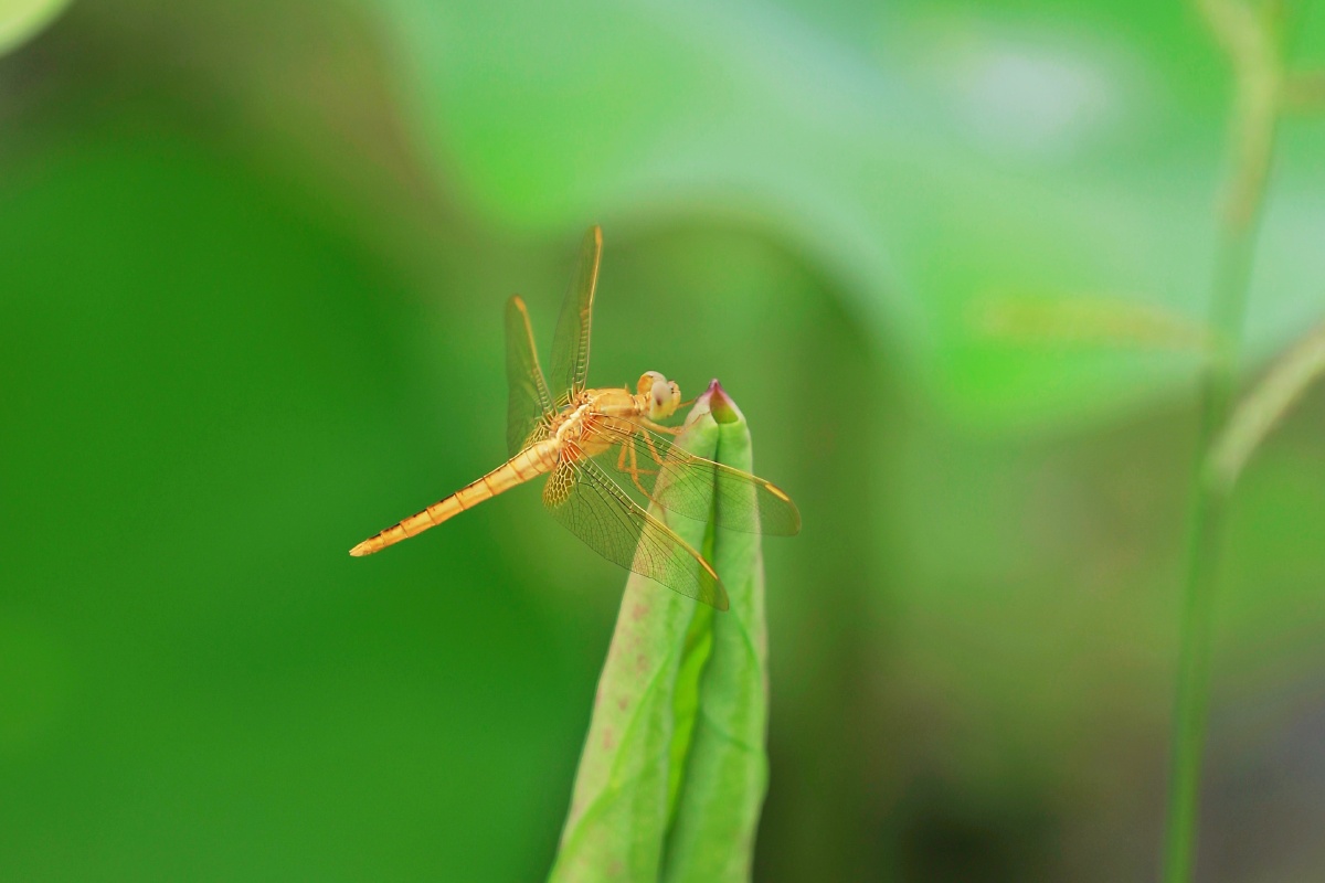 待放的花蕾上立着蜻蜓好一幅ν小荷才露尖尖角早有蜻蜓立上头的美景