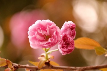 _MG_4429_dh
