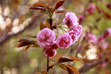 _MG_4434_dh