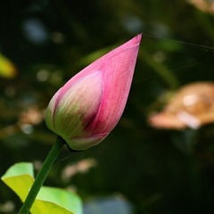 IMG_6134_dh_dh