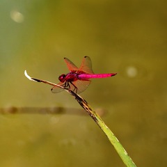 IMG_6152_dh_dh