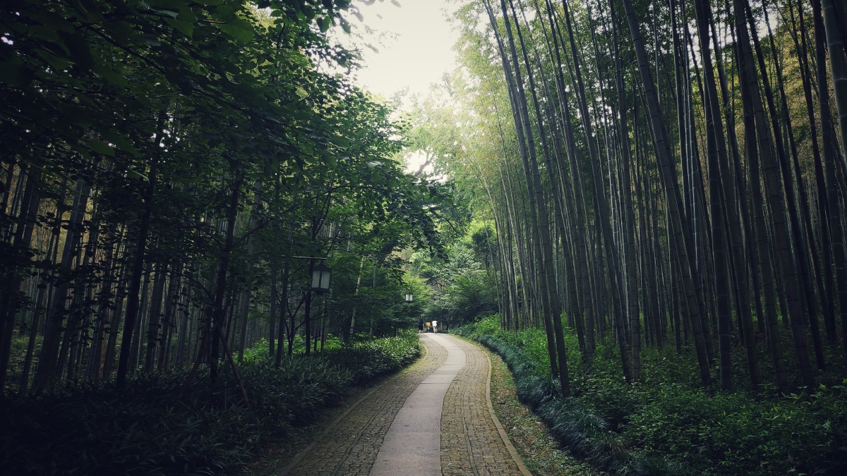 去边的杭州行西湖边竹林里