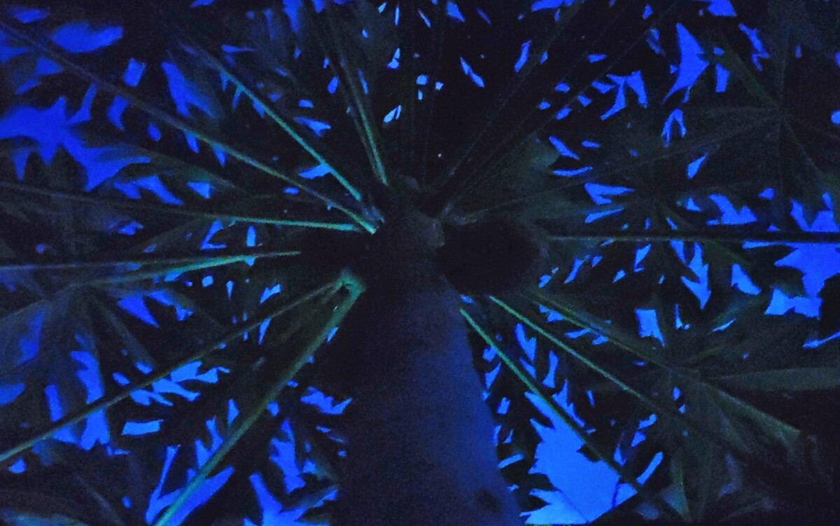 木瓜树在光的照顾下，也会变得有魅力