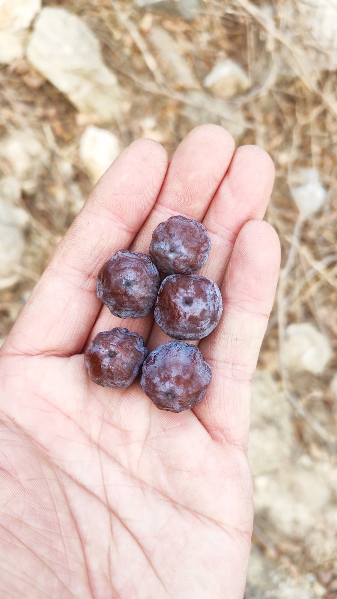 野生黑枣,真甜