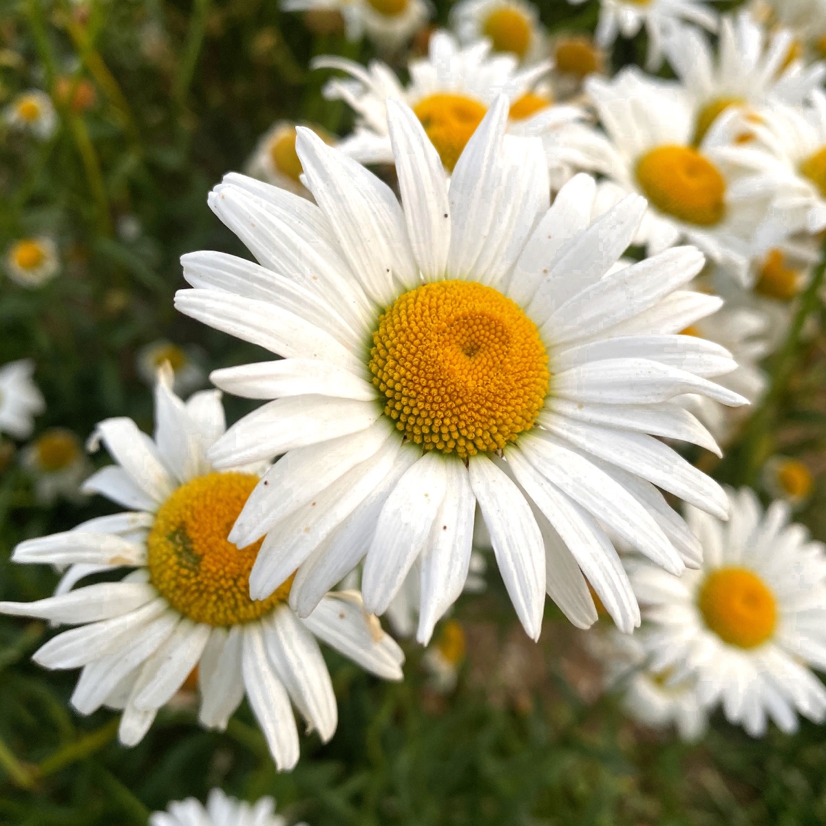 洋甘菊花语不输给逆境的坚强世间因有她而总是希望不灭