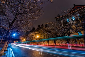 夜樱
