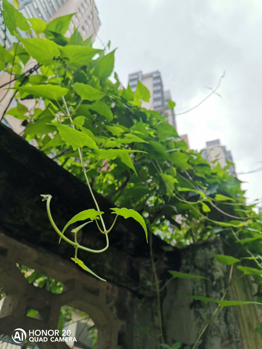 藤蔓蔓青萝倚墙